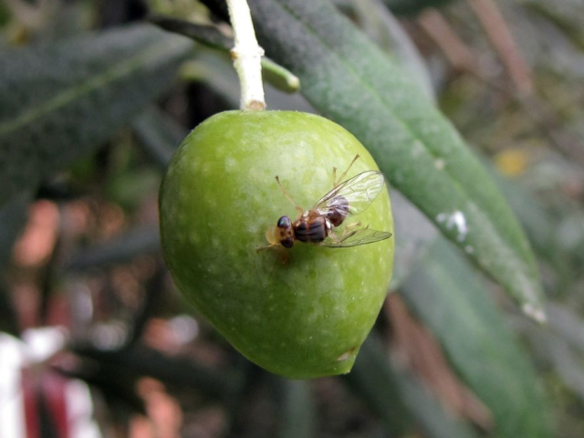 bactro2