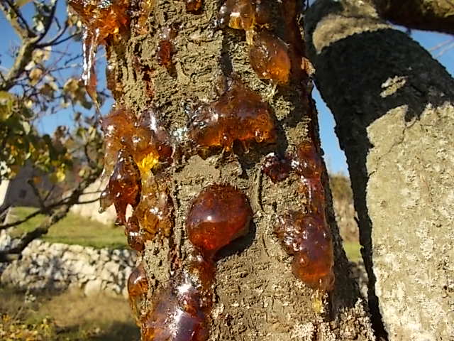 gommosi-piante-da-frutto-1