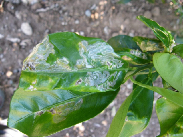 minatrice-serpentina-difesa-fitosanitaria-agrumi-gallerie-fogliari-lepidottero-1440×1080