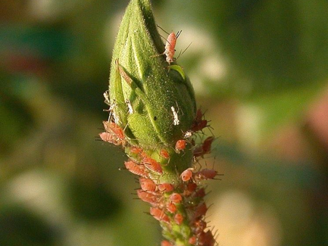 pidocchi-delle-rose_NG2