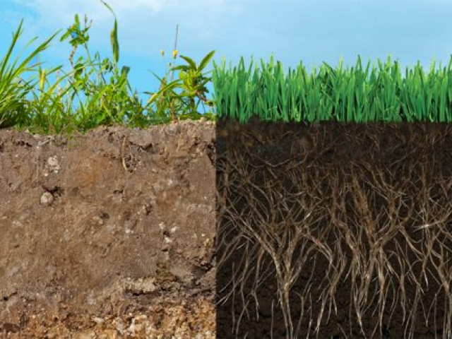 roots-soil-glass